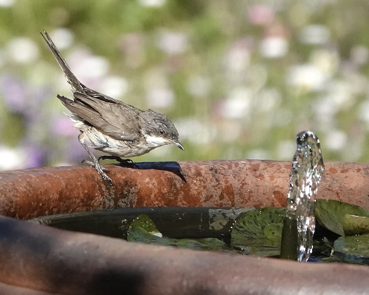 whitethroat